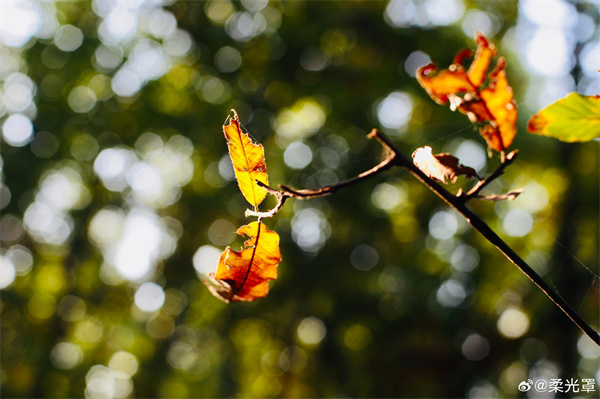 【圖說淮南】——莫恨花開秋向晚，晚秋方是好風光