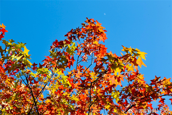 【圖說淮南】——秋葉紅