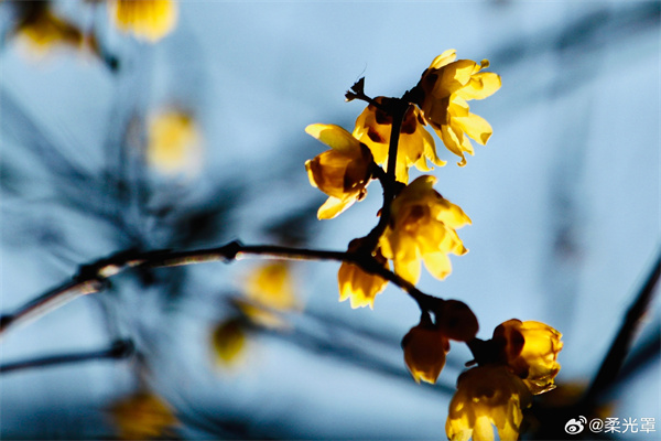 【圖說淮南】——破臘驚春意，凌寒試曉妝