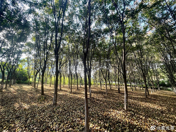 【圖說淮南】——秋色正濃 