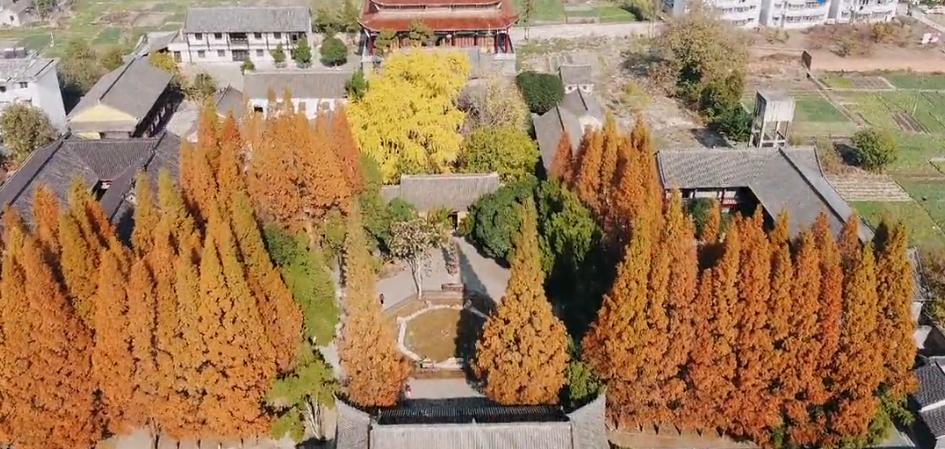 壽縣報恩寺，滿地金黃正當(dāng)時